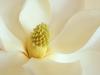 Magnolia Blossom